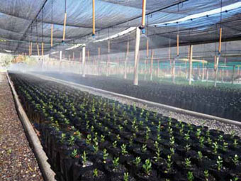 Vivero con especies provenientes de los valles del Yeso, Colorado y Volc&aacute;n.