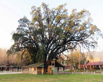 Quillay con un tronco de 5,70 metros de per&iacute;metro, 1,80 metros de di&aacute;metro.