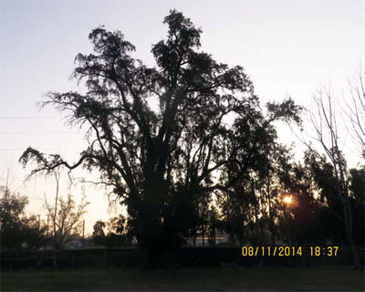 Quillay con un tronco de 4,70 metros de per&iacute;metro, 1,49 metros de di&aacute;metro.