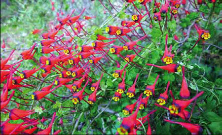 Tropaeolum tricolor Nombre com&uacute;n: "Soldadito".