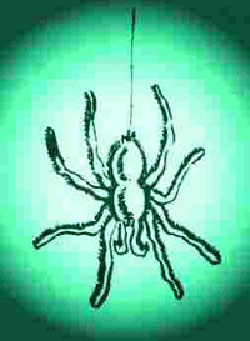 Tar&aacute;ntula velluda